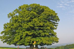 Arbre généalogique